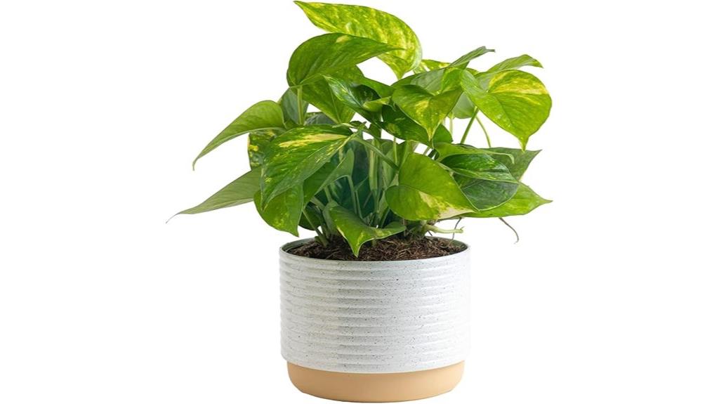 golden pothos in planter