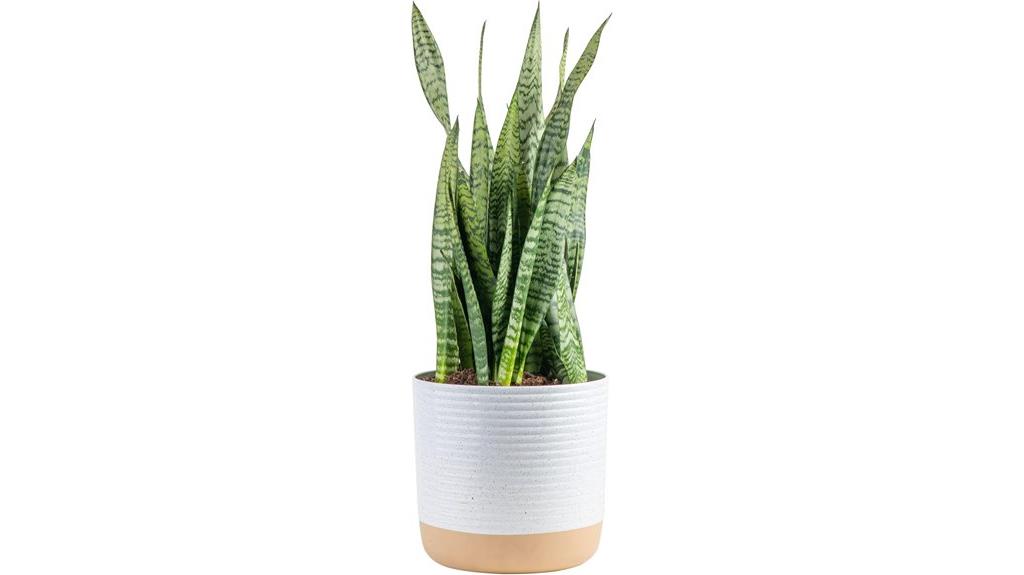 indoor 2 foot snake plant