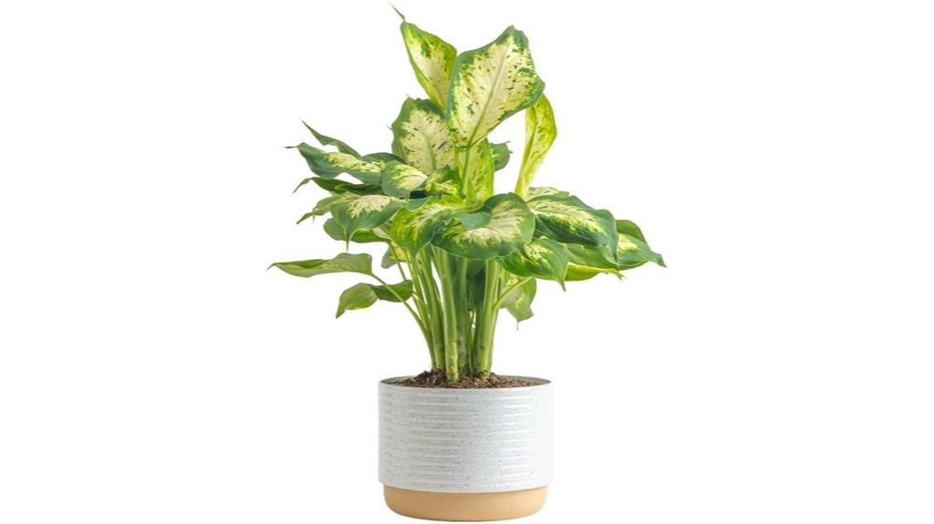 indoor dieffenbachia plant available