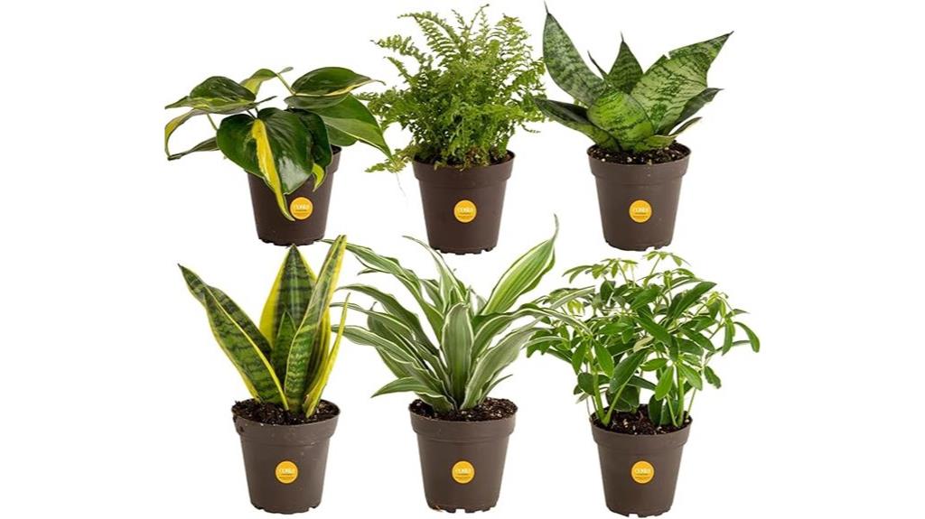 indoor houseplants six pack