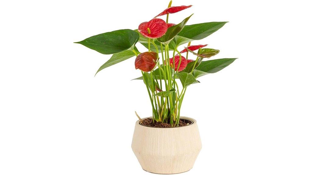 live indoor anthurium plant