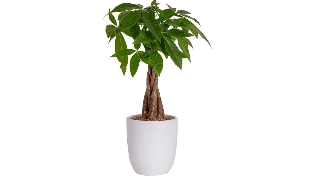 money tree ceramic planter