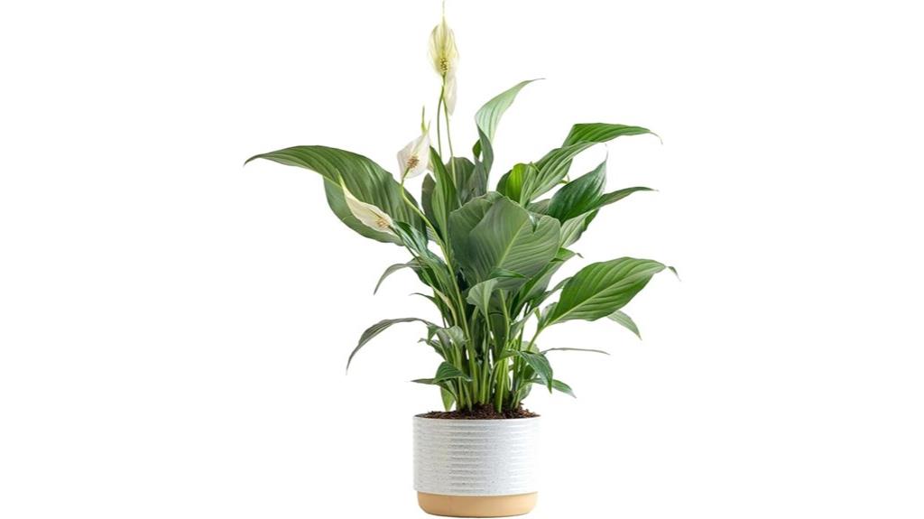 peace lily decorative plant