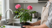 4 Best Thornless Rose Plants in 2026